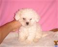 Maltipoo